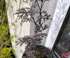garden plants