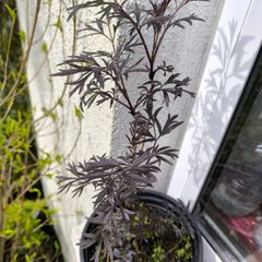 garden plants