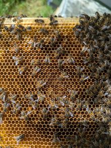 Bee nucs with new Queens.