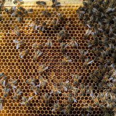 Bee nucs with new Queens.