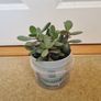 Jade plant Image 2