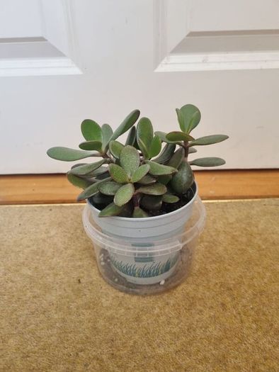 Jade plant