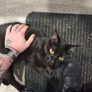 2 kittens Image 2