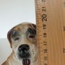 Ceramic St Bernard dog 1960's 20 cm high Image 7