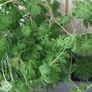 A massive mature scented Pelargonium Image 4
