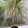 Free to take! Indoor Green Plants (in pots) Image 5