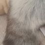 Adorable Husky Puppy Toy. Image 6