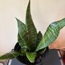 Snake Plant Image 2