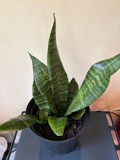 Snake Plant