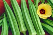 (O) Okra Ladies Fingers seeds 1g (210626)