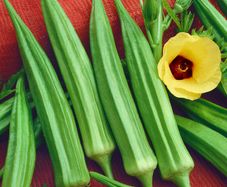 (O) Okra Ladies Fingers seeds 1g (210626)