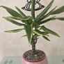 Dracaena Image 4