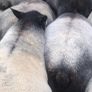 Blue Texel Rams Image 5