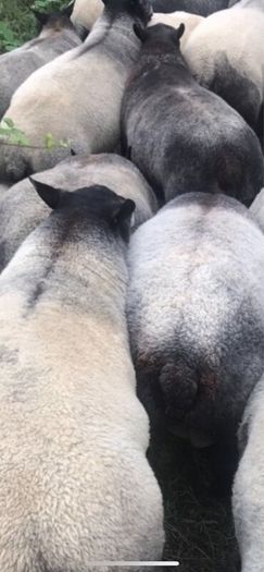 Blue Texel Rams