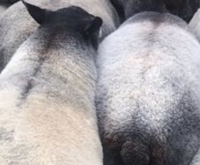 Blue Texel Rams
