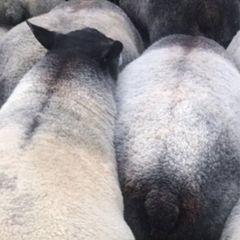 Blue Texel Rams