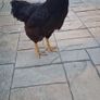 Rhode island red rooster and hen Image 8