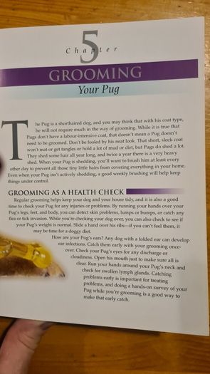 The Pug By Susan. M. Ewing. Wayne Hunthausen, D. V. M. Consulting Vetenary Editor. Large Volume Book In Very Good Condition.