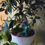 Bonsai Image 4