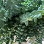 Sedum burrito succulent Image 2