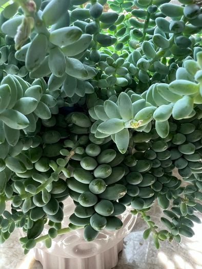 Sedum burrito succulent