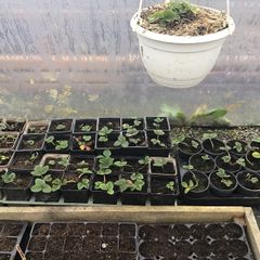 strawberry  plant