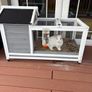 Two male rabbits and hutch's free to good home Image 4