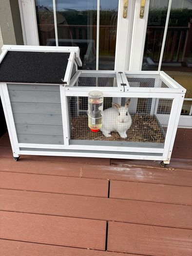 Two male rabbits and hutch's free to good home