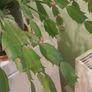 christmas cactus Image 6