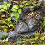 garden fountain/ mini pond Image 2