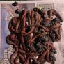 Live ragworms for sea fishing Image 2
