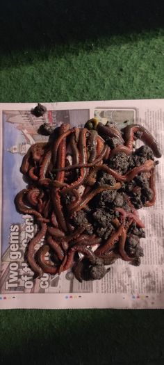 Live ragworms for sea fishing
