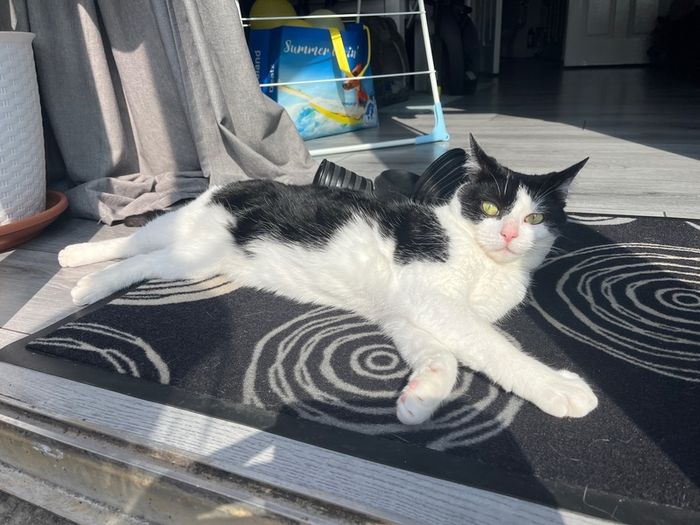 cat for adoption