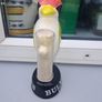 Bulmers bird Image 3