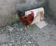 poultry