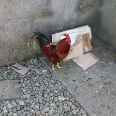 poultry