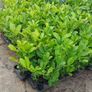 Laurel Hedging Image 3