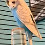 Large cage (& all accessories) plus two happy healthy budgies (1 male, 1 female) for sale Image 2