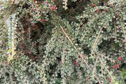 30 Cotoneaster Horizontalis Plants