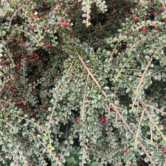 30 Cotoneaster Horizontalis Plants