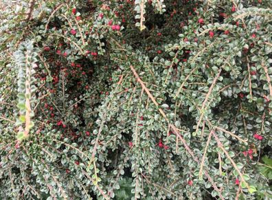 30 Cotoneaster Horizontalis Plants