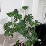 Large Mature Monstera Deliciosa + Pot & Moss Pole Image 2