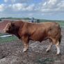 Bull Image 3