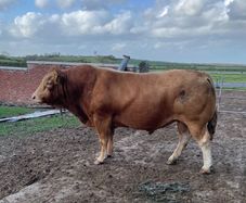 Bull