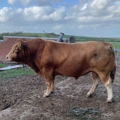 Bull