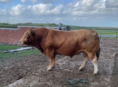 Bull