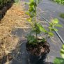 Medium Bush Blueberry 2l pot available in September Image 3