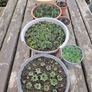 Succulent Plant Image 6