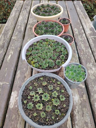 Succulent Plant
