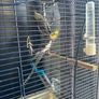 Cockatiel cage Image 2